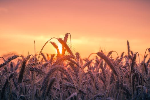 Grass Field during Golden Hour