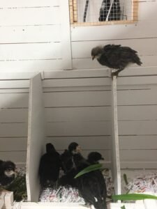Chicken on perch