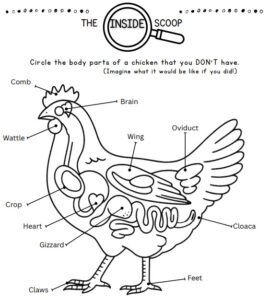 Hatchers Homeschool The inside scoop activity sheet