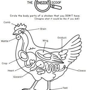 Hatchers Homeschool The inside scoop activity sheet