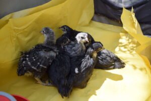 Chicks in a wagon