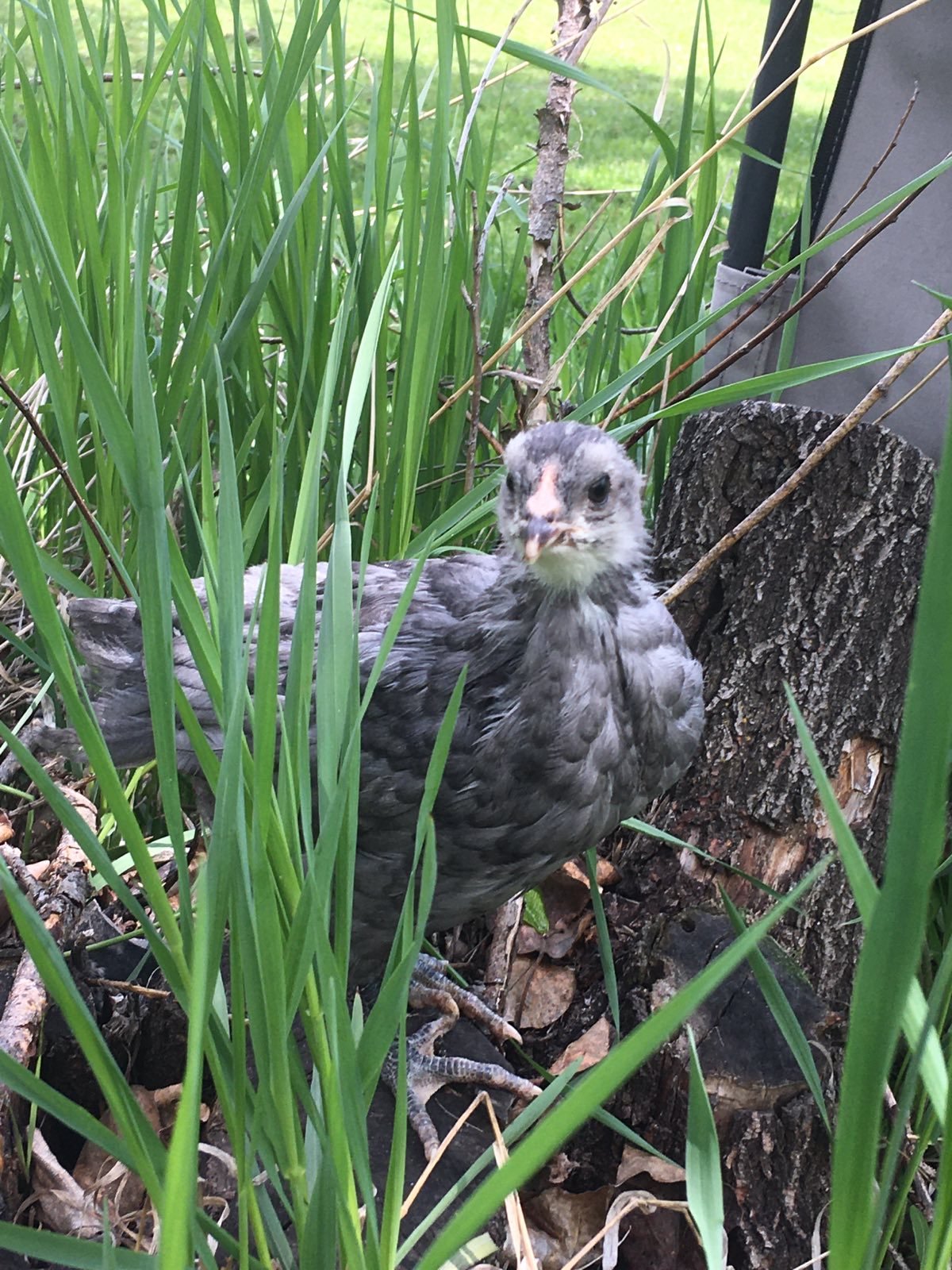Margaret Hatcher finds a shrub