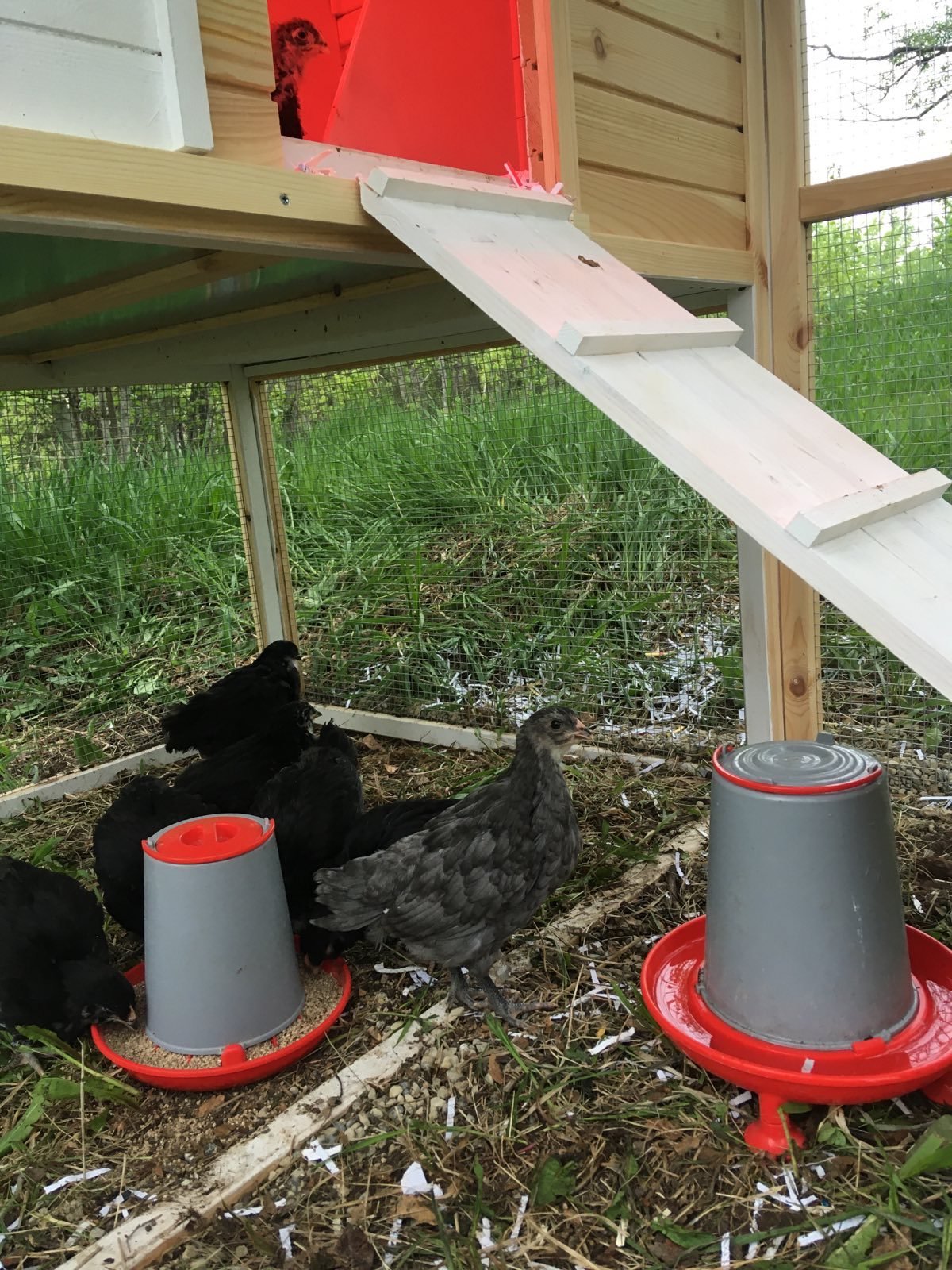 Chicks checking out the Coop