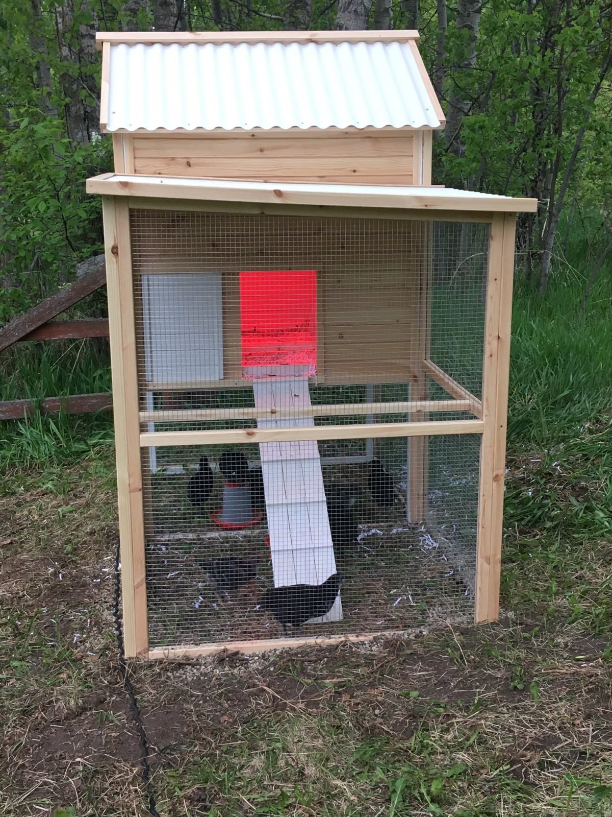 Chicks in backyard coop