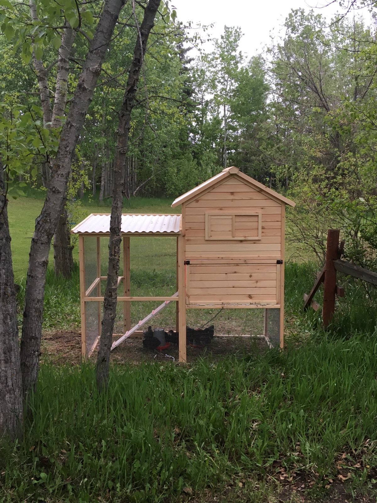 Journey to our first egg