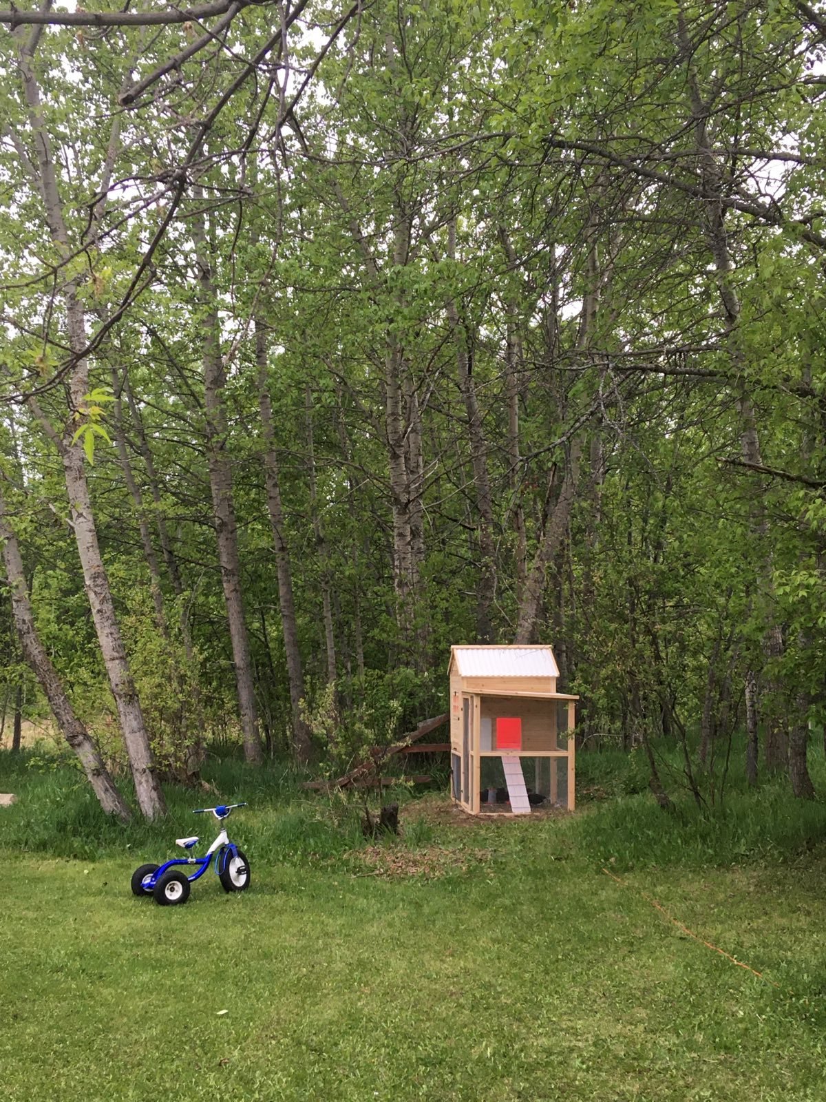 Chicken Coop in the forest with light on