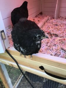Chicken in the coop