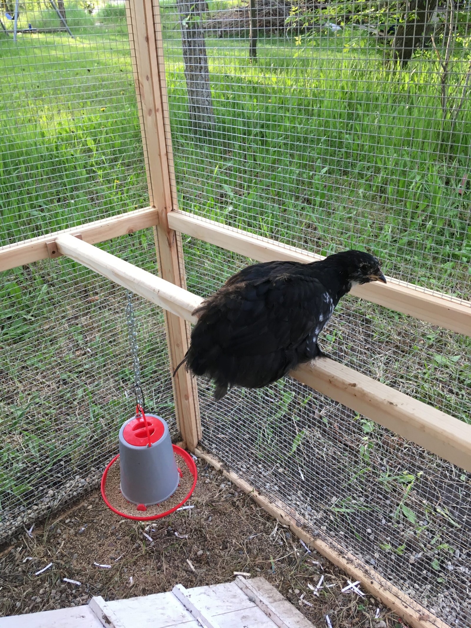 Chick on roosting bar